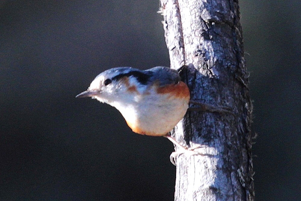 White-Browed Nuthatch