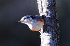 Sitta victoriae