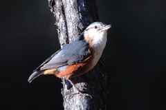 Sitta victoriae