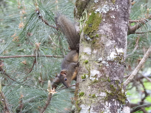 Perny's Long-nosed Squirrel