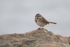 Melospiza melodia image