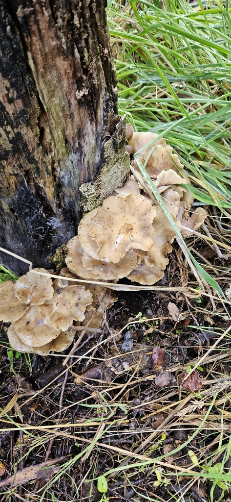 Armillaria novae-zelandiae · April 2025 · photo: © shane212 (iNaturalist, cc0)
