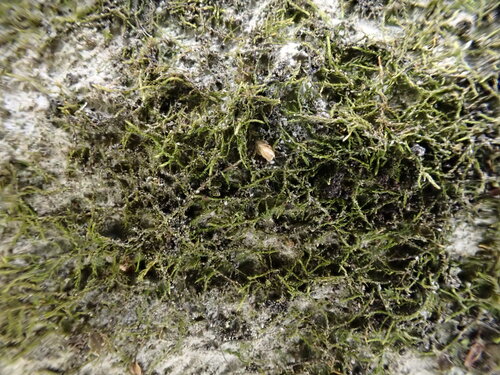 Serpoleskea confervoides observed 2025-04-20