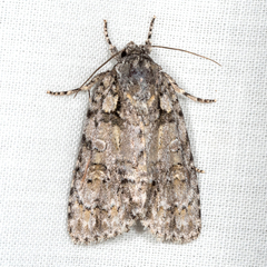 Acronicta increta