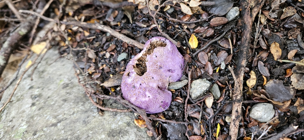 Gallacea scleroderma