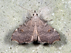 Redectis pygmaea