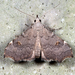 Pygmy Redectis Moth - Photo (c) Ashley M Bradford, some rights reserved (CC BY-NC), uploaded by Ashley M Bradford