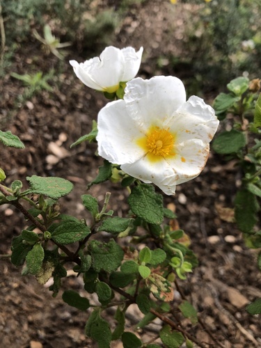 Avistamiento Cistus salviifolius