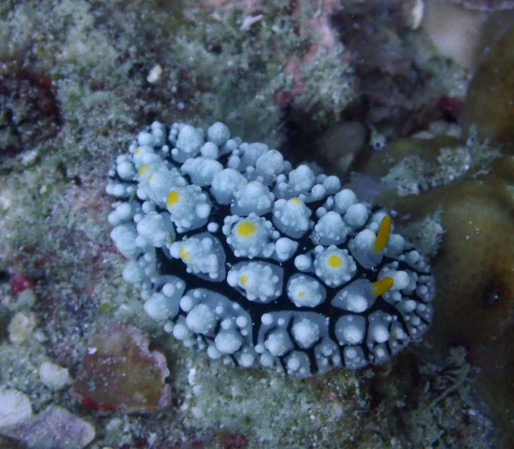 Elegant Phyllidia