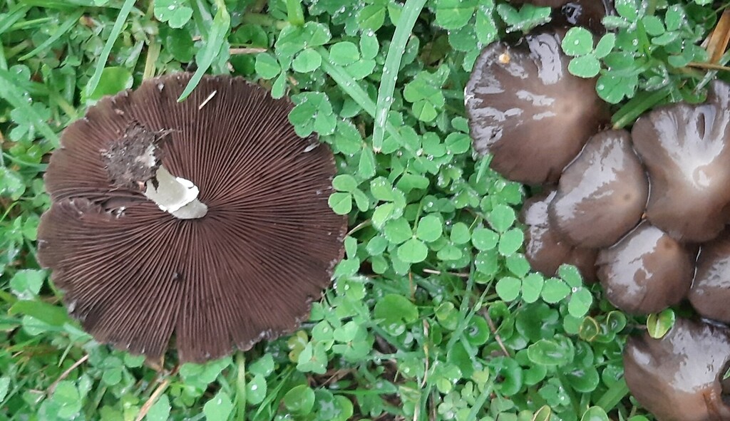 Candolleomyces candolleanus · April 2025 · photo: © davidwhyte (iNaturalist, cc-by-sa)