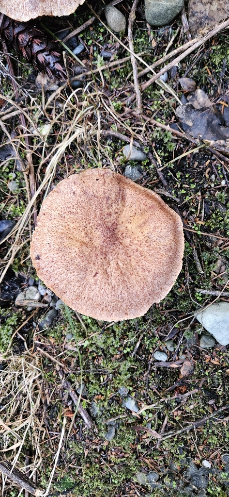 Suillus lakei · April 2025 · photo: © shane212 (iNaturalist, cc0)