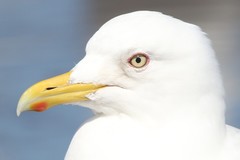 Larus glaucoides