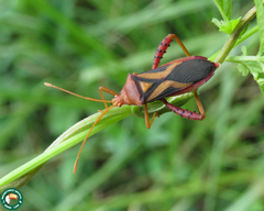 Crinocerus sanctus