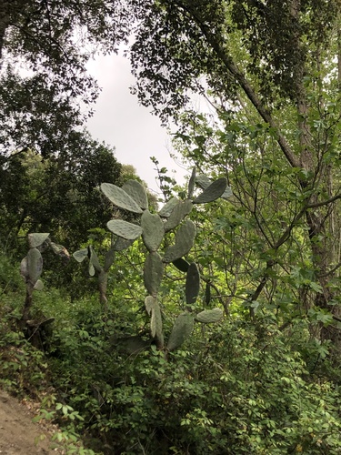 Avistamiento Chumbera (Opuntia ficus-indica)
