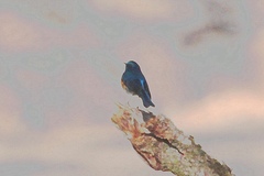 Tarsiger rufilatus