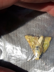 Hesperia assiniboia
