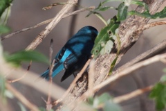 Tarsiger rufilatus