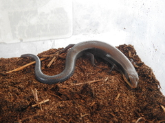 Plestiodon callicephalus