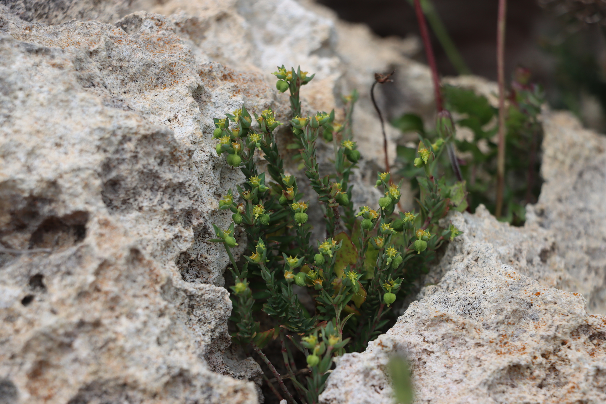 Euphorbia maresii ssp. maresii