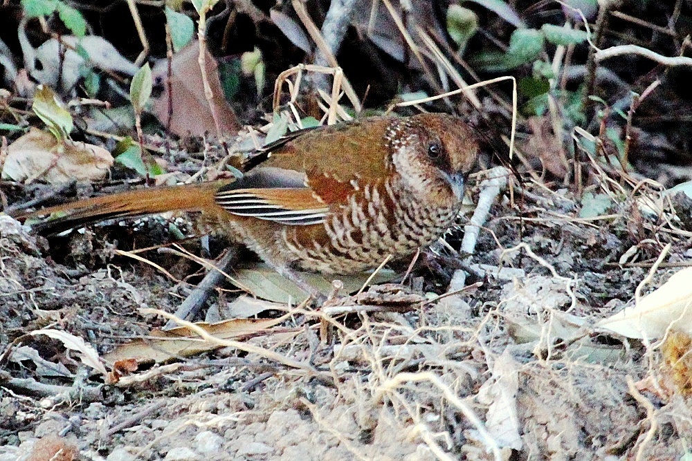 Brown-Capped Laughingthrush