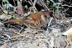 Brown-Capped Laughingthrush photo 1