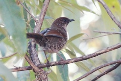 Brown-Capped Laughingthrush photo 2