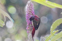 Aethopyga ignicauda flavescens