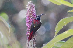 Aethopyga ignicauda flavescens