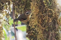 Schoeniparus castaneceps