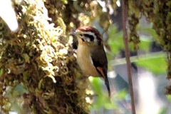 Schoeniparus castaneceps