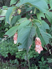 Ostrya virginiana image