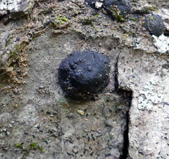 Jackrogersella cohaerens