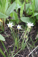 Sisyrinchium albidum