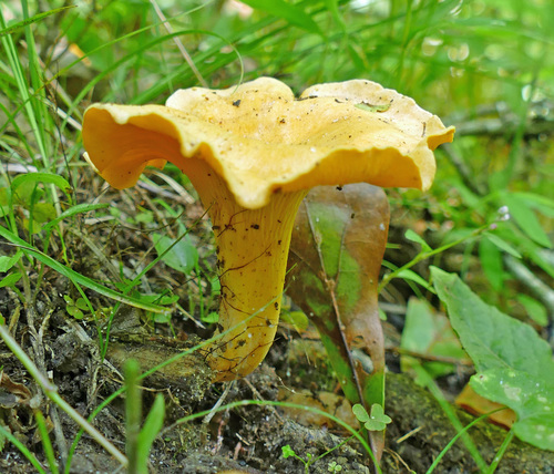 Smooth Chanterelle