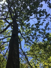 Liquidambar styraciflua