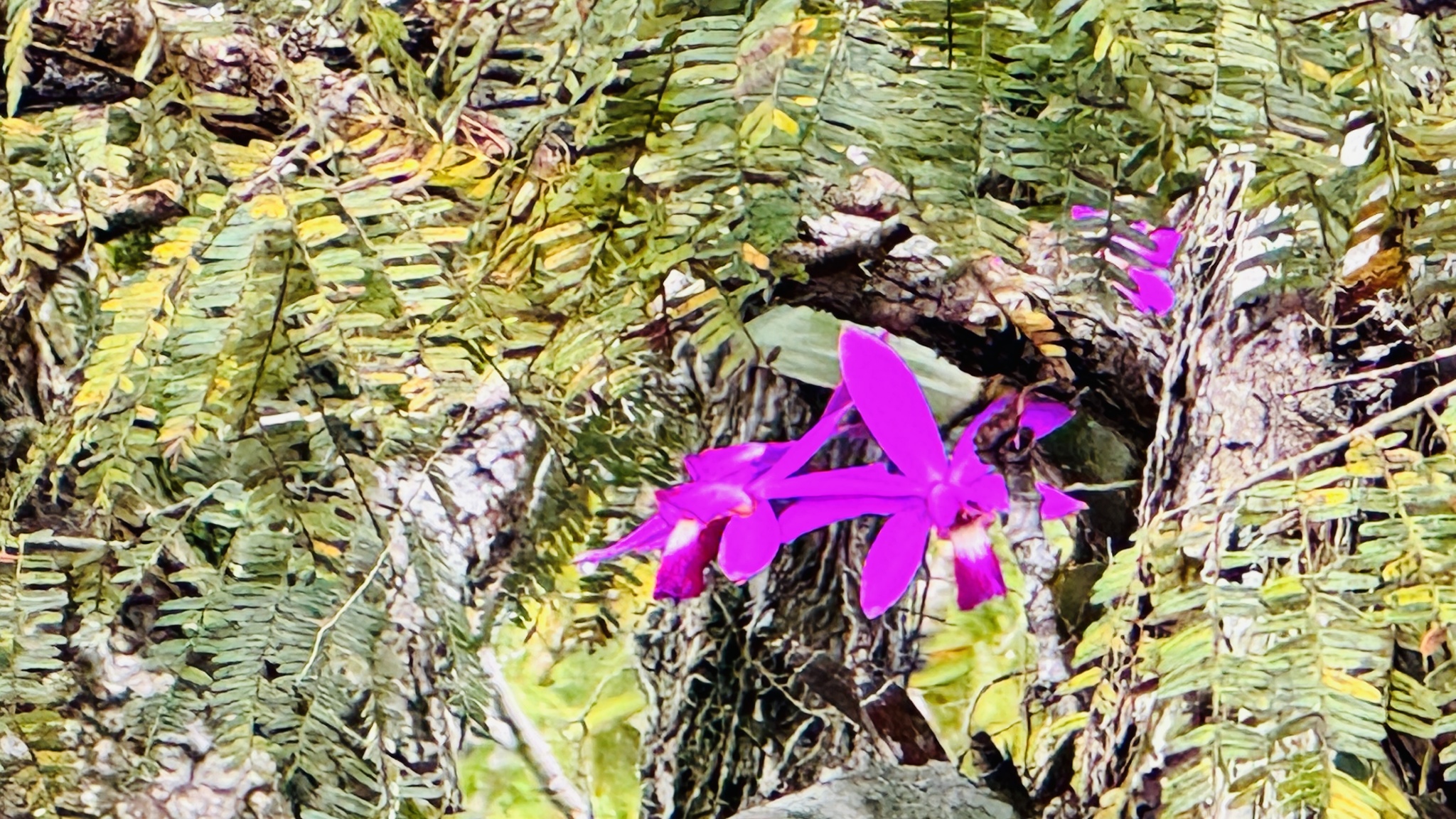 Cattleya violacea