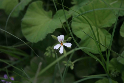 Foto de Malva-cheirosa