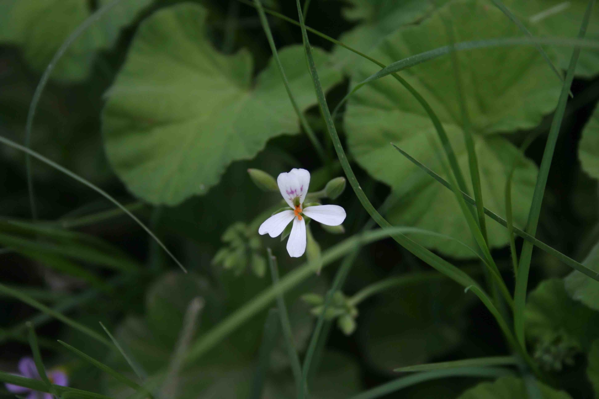 Imagem de Malva-cheirosa