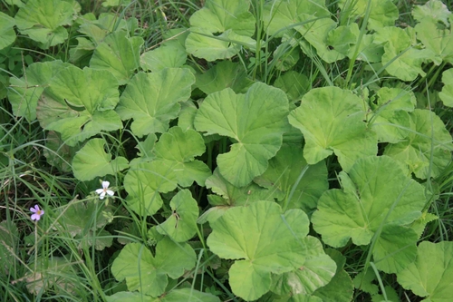 Foto de Malva-cheirosa