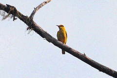 Oriolus tenuirostris