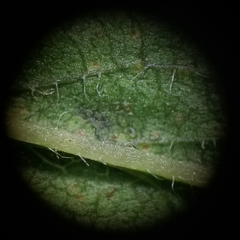 Solidago canadensis hargeri