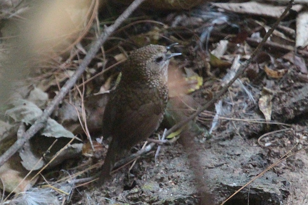 Chin Hills Wren-Babbler photo