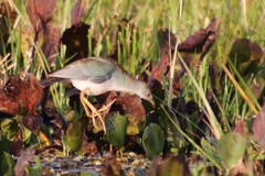 Porphyrio flavirostris