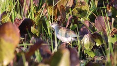 Porphyrio flavirostris