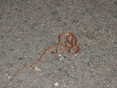 Imantodes gemmistratus