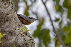Indian Nuthatch photo 2
