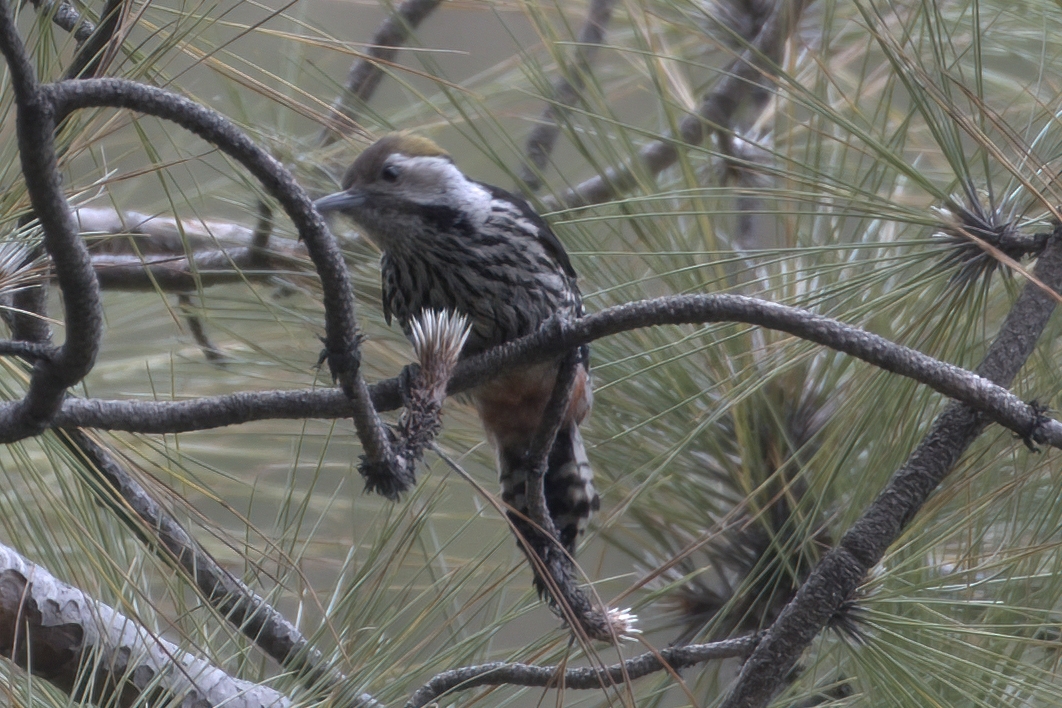 Brown-fronted Woodpecker