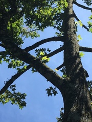 Liquidambar styraciflua