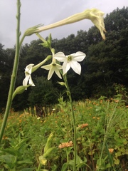 Nicotiana alata