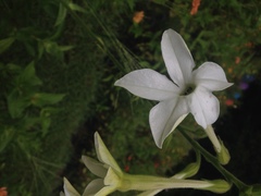 Nicotiana alata